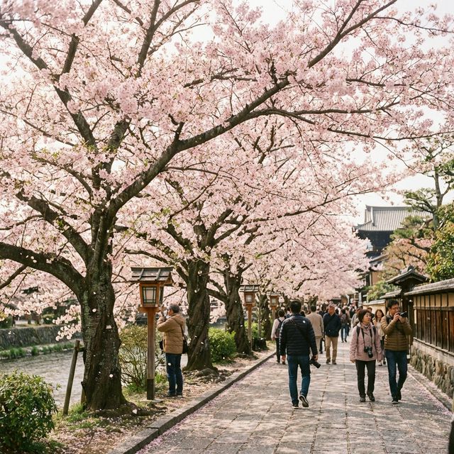 Cherry blossom hanami picnic spot in Japan spring tour