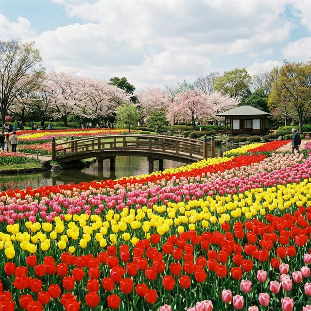 Vast tulip and poppy fields at Showa Kinen Park spring tour