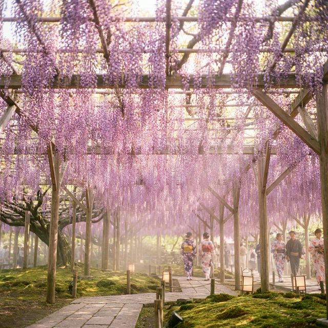 Great Wisteria tree night illumination at Ashikaga Flower Park