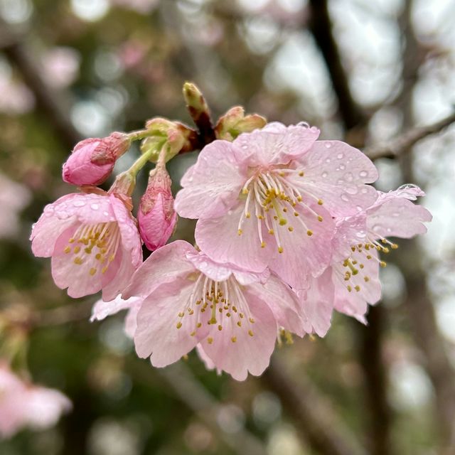 Close-up of delicate pink sakura cherry blossom petals
