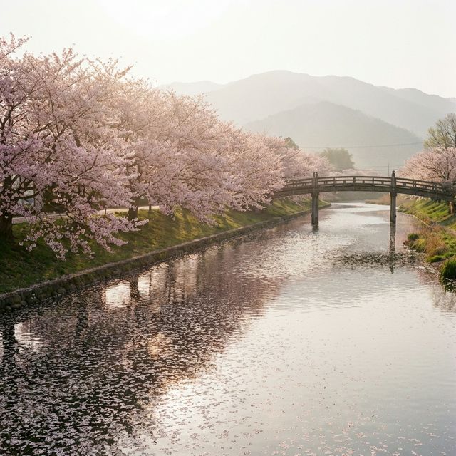 Cherry blossom petals floating on river during Tokyo spring private tour