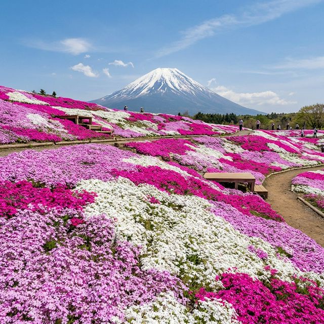 Pink moss phlox carpet with Mt Fuji in background