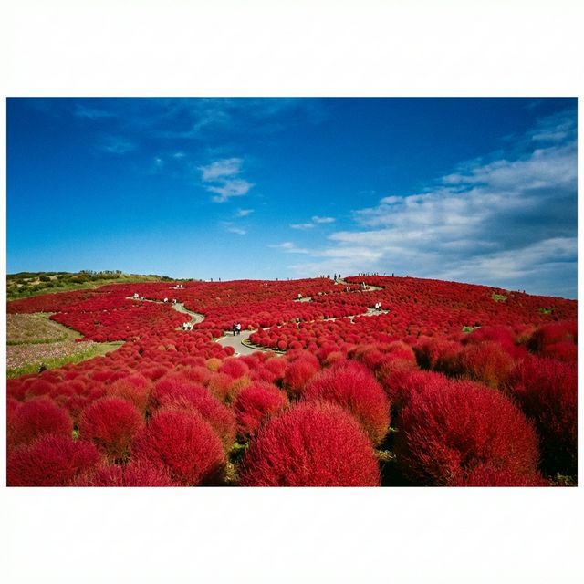 Red kochia bushes covering hills at Hitachi Seaside Park autumn