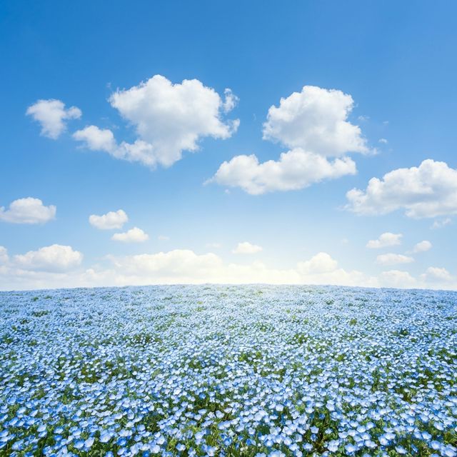 Blue nemophila flowers blending with blue sky at Miharashi Hill