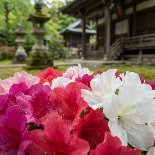 Close-up of vibrant pink and purple azalea blooms at Nezu Shrine Tokyo