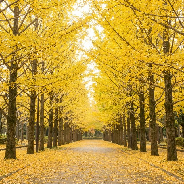 Golden ginkgo tree avenue in autumn at Showa Memorial Park