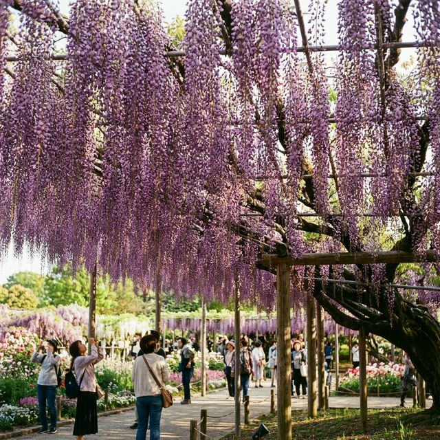 Great Wisteria tree illuminated at night at Ashikaga Flower Park