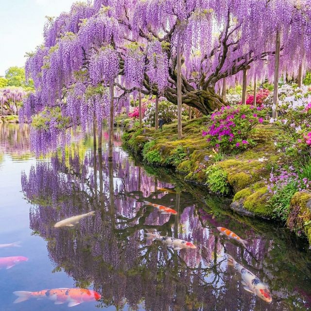 Purple wisteria reflecting in pond at Ashikaga Flower Park