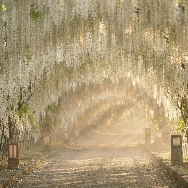 Walking through long tunnel of white wisteria flowers