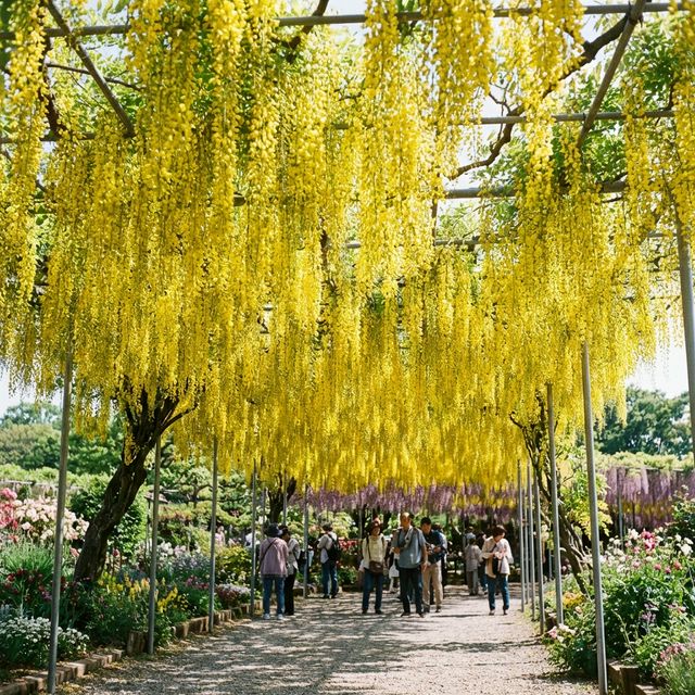 Bright yellow kibana wisteria tunnel at Ashikaga Flower Park