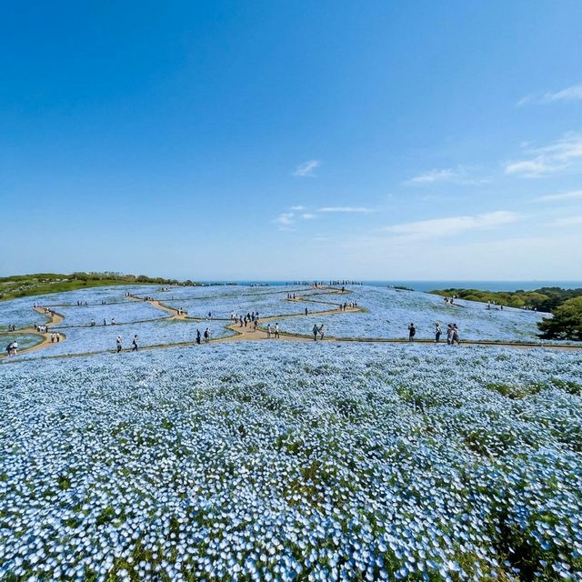 Blue nemophila baby blue eyes covering hills at Hitachi Seaside Park