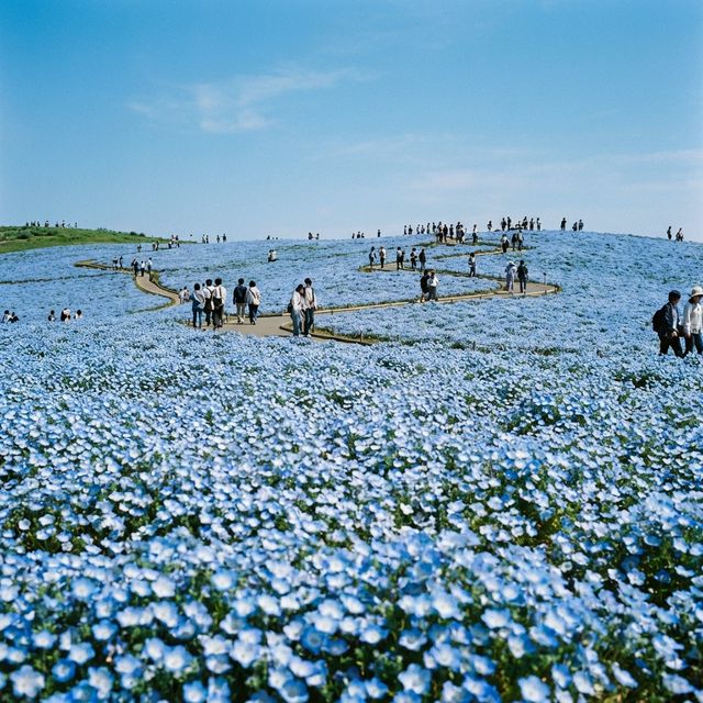 Visitors walking through blue nemophila fields at Miharashi Hill