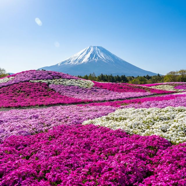 Pink shibazakura moss phlox field with snow-capped Mt Fuji