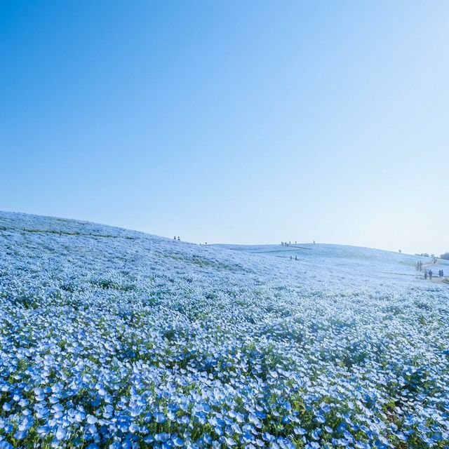 Blue nemophila flower hill at Hitachi Seaside Park private tour