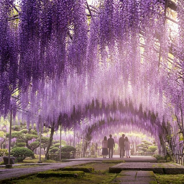Purple wisteria tunnel at Ashikaga Flower Park Japan